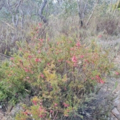 Grevillea rosmarinifolia subsp. rosmarinifolia (Rosemary Grevillea) at Farrer Ridge - 7 Aug 2023 by Mike