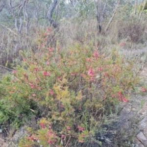 Grevillea rosmarinifolia subsp. rosmarinifolia at Farrer, ACT - 7 Aug 2023