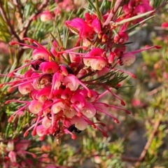 Grevillea rosmarinifolia subsp. rosmarinifolia at Farrer, ACT - 7 Aug 2023