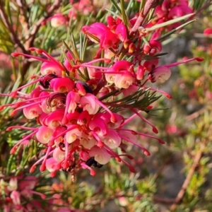 Grevillea rosmarinifolia subsp. rosmarinifolia at Farrer, ACT - 7 Aug 2023