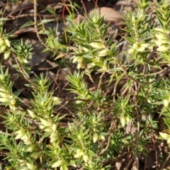 Melichrus urceolatus (Urn Heath) at Farrer, ACT - 7 Aug 2023 by Mike