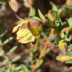 Pimelea linifolia subsp. linifolia at Farrer, ACT - 7 Aug 2023