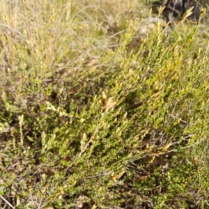 Brachyloma daphnoides at Farrer, ACT - 7 Aug 2023