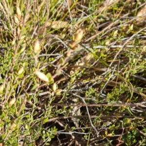 Brachyloma daphnoides at Farrer, ACT - 7 Aug 2023