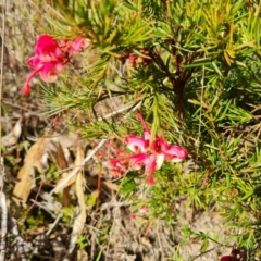 Grevillea rosmarinifolia subsp. rosmarinifolia (Rosemary Grevillea) at Farrer, ACT - 7 Aug 2023 by Mike