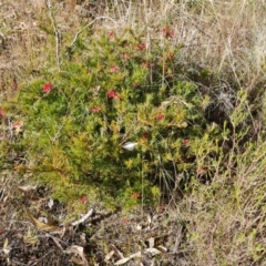 Grevillea rosmarinifolia subsp. rosmarinifolia at Farrer, ACT - 7 Aug 2023