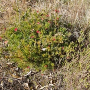 Grevillea rosmarinifolia subsp. rosmarinifolia at Farrer, ACT - 7 Aug 2023 02:55 PM