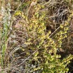 Styphelia fletcheri subsp. brevisepala (Twin Flower Beard-Heath) at Farrer, ACT - 7 Aug 2023 by Mike