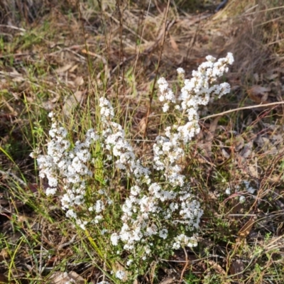 Leucopogon attenuatus (Small-leaved Beard Heath) at Farrer, ACT - 7 Aug 2023 by Mike