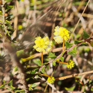 Acacia gunnii at Farrer, ACT - 7 Aug 2023