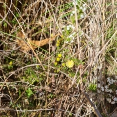 Acacia gunnii at Farrer, ACT - 7 Aug 2023