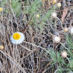 Leucochrysum albicans subsp. tricolor (Hoary Sunray) at Isaacs, ACT - 7 Aug 2023 by Mike