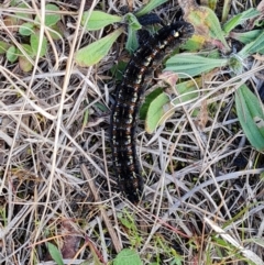 Apina callisto (Pasture Day Moth) at Isaacs, ACT - 7 Aug 2023 by Mike