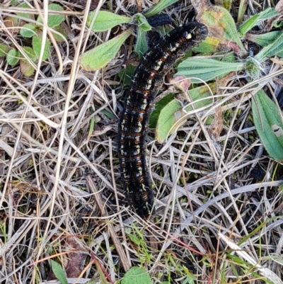 Apina callisto (Pasture Day Moth) at Isaacs, ACT - 7 Aug 2023 by Mike