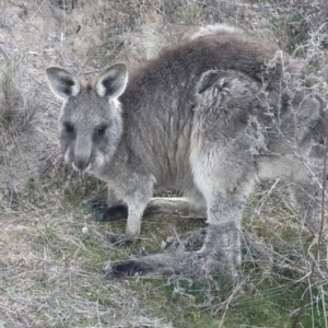 Macropus giganteus at Pearce, ACT - 7 Aug 2023 03:41 PM