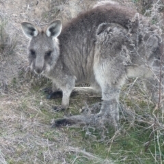 Macropus giganteus at Pearce, ACT - 7 Aug 2023 03:41 PM