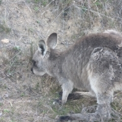 Macropus giganteus at Pearce, ACT - 7 Aug 2023 03:41 PM