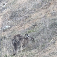 Macropus giganteus at Pearce, ACT - 7 Aug 2023