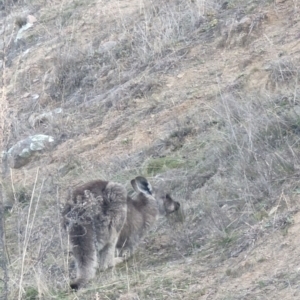 Macropus giganteus at Pearce, ACT - 7 Aug 2023 03:41 PM