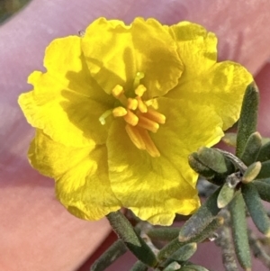 Hibbertia calycina at Belconnen, ACT - 7 Aug 2023