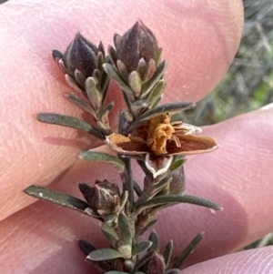 Hibbertia calycina at Belconnen, ACT - 7 Aug 2023
