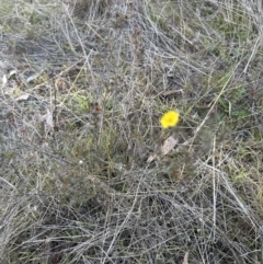 Hibbertia calycina at Cook, ACT - 7 Aug 2023 03:47 PM