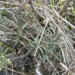 Hibbertia calycina at Cook, ACT - 7 Aug 2023