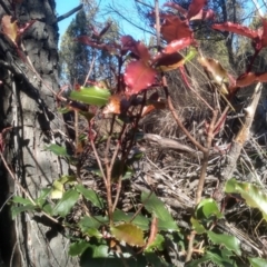Photinia serratifolia (Chinese Photinia) at Cooma North Ridge Reserve - 7 Aug 2023 by mahargiani