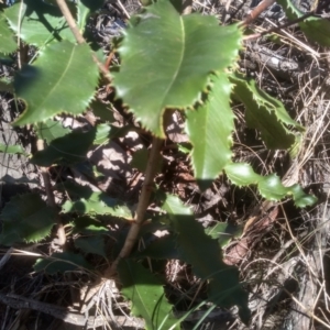 Photinia serratifolia at Cooma, NSW - 7 Aug 2023