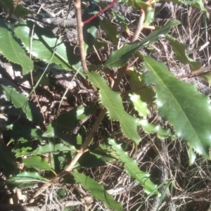 Photinia serratifolia at Cooma, NSW - 7 Aug 2023