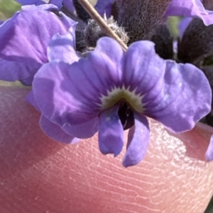 Hovea heterophylla at Aranda, ACT - 7 Aug 2023 03:54 PM