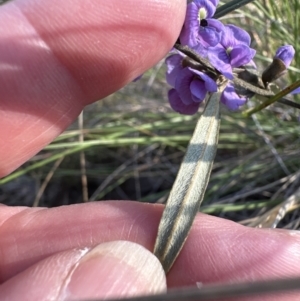 Hovea heterophylla at Belconnen, ACT - 7 Aug 2023