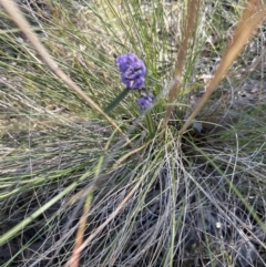 Hovea heterophylla at Aranda, ACT - 7 Aug 2023 03:54 PM