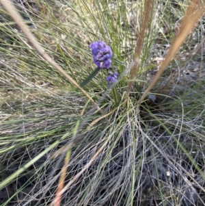 Hovea heterophylla at Belconnen, ACT - 7 Aug 2023