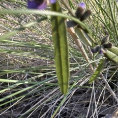 Hovea heterophylla at Belconnen, ACT - 7 Aug 2023