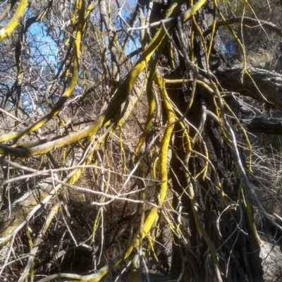 Chrysothrix sp. (genus) (A gold dust lichen) at Cooma, NSW - 7 Aug 2023 by mahargiani