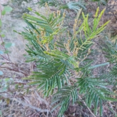 Acacia mearnsii (Black Wattle) at Farrer Ridge - 7 Aug 2023 by Mike