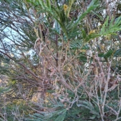 Acacia mearnsii at Tuggeranong, ACT - 7 Aug 2023