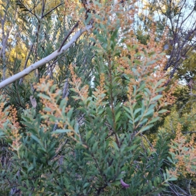 Acacia buxifolia subsp. buxifolia (Box-leaf Wattle) at Tuggeranong, ACT - 7 Aug 2023 by Mike