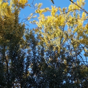 Acacia buxifolia subsp. buxifolia at Tuggeranong, ACT - 7 Aug 2023