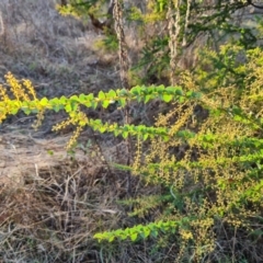 Acacia pravissima (Wedge-leaved Wattle, Ovens Wattle) at Farrer Ridge - 7 Aug 2023 by Mike