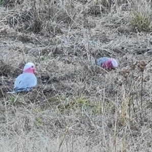 Eolophus roseicapilla at Throsby, ACT - 7 Aug 2023