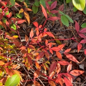 Nandina domestica at Tuggeranong, ACT - 7 Aug 2023