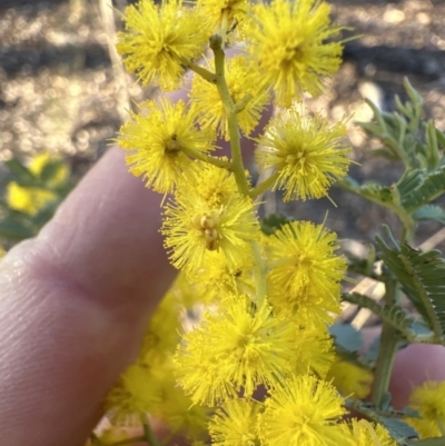 Acacia baileyana (Cootamundra Wattle, Golden Mimosa) at Aranda Bushland - 7 Aug 2023 by lbradley