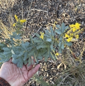 Acacia baileyana at Aranda, ACT - 7 Aug 2023