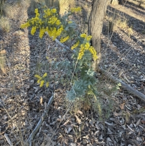 Acacia baileyana at Aranda, ACT - 7 Aug 2023