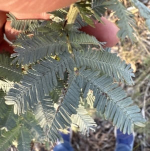 Acacia baileyana at Aranda, ACT - 7 Aug 2023