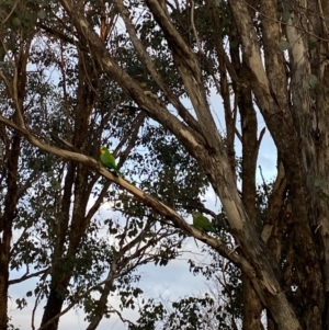 Polytelis swainsonii at Wanniassa, ACT - suppressed