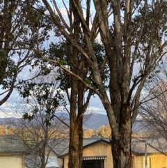 Polytelis swainsonii at Wanniassa, ACT - suppressed