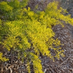 Acacia boormanii (Snowy River Wattle) at Farrer Ridge - 7 Aug 2023 by Mike